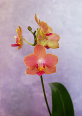Fototapeta premium Orange mini phalaenopsis orchid, cultivar Alice van orange, macro photography, selective focus, with space for an inscription, vertical orientation.