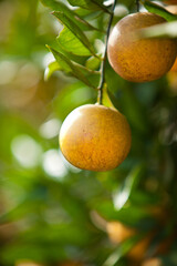 Close up of Two Juicing Oranges hanging on an Orange Tree in a Citrus Grove in Florida