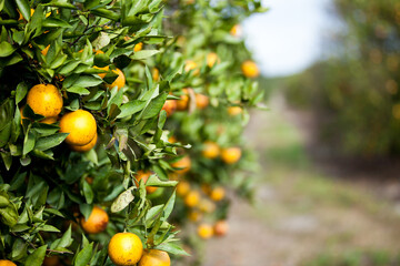 Orange Citrus Grove in Florida with Damage from Citrus Greening and Bugs