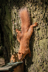 Red squirrel, sciurus vulgaris, feeding from a squirrel feeder, Isle of Wight, Hampshire, UK