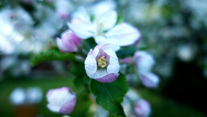 Beautiful apple blossom in spring in the garden