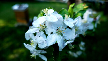 Nahaufnahme von Blüte vom Apfelbaum im Frühling
