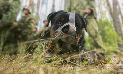A soldier with a military working dog on a blurred background.