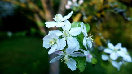Wunderschöne Apfel Blüte im Herbst
