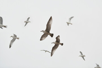 Seagulls sea mew flying in sky Spread wings