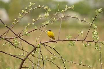 Motacilla flava sits on a tree branch.