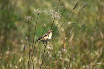 The Aquatic Warbler sits on dry grass.