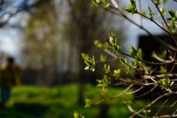 Green leaves are blooming