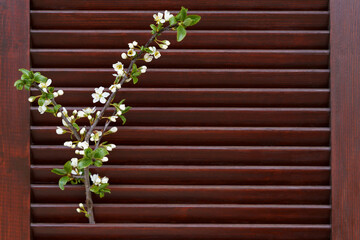 Brown wooden shutters with branch of apple tree with white flowers. 