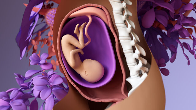 Travel of the embryo to newborn, 
Fertilization, Embryo Development, the blastocyst implantation and Fetal Development.