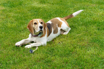 Cute tree color beagle dog on green grass