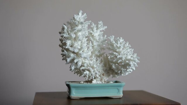 Sea white coral polyp as a decoration for the house, stands on a stand.
