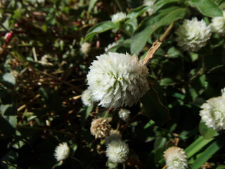 シロツメクサの接写