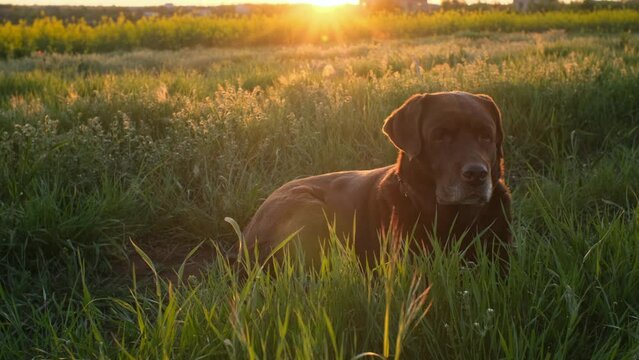 chocolate labrador is lying on the grass in sunset light