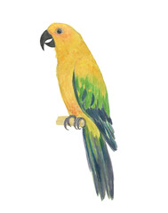 Watercolor painting yellow sun conure parrot isolated on white