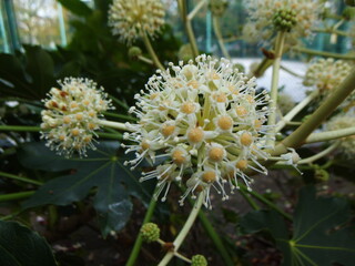 接写した独活の花