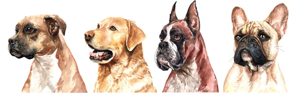 Set of watercolor portraits of 4 dog breeds German boxer, French Bulldog and Labrador Retriever. Dog drawing head clipping path isolated on white background.