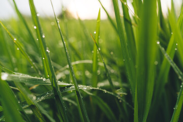 Selective focus on dewy grass vegetation of paddy with droplet during summertime in Philippines, picturesque view of lush green rice field in growth plantations in Bali countryside farmland