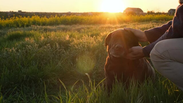 unrecognizable man's hands are petting the dog who is lying on the grass in sunset light