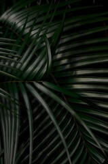 Obraz na płótnie Canvas Elegant lines of palm leaves in vertical format. Botanical design in dark colors. Poster with natural motifs. Minimalism.