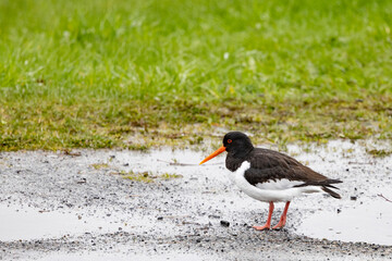 The Eurasian oystercatcher (Haematopus ostralegus) also known as the common pied oystercatcher, or palaearctic oystercatcher,[2] or (in Europe) just oystercatcher,Northern Norway,scandinavia,Europe