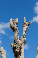Fototapeta na wymiar Old gnarly oak tree without bark with blue sky background