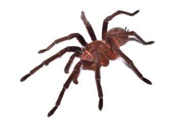 Closeup of the Goliath birdeater tarantula Theraphosa apophysis (Theraphosidae; Araneae) from...