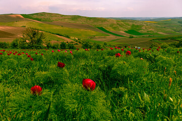 Landscape photography in country side with red peony flowers in the foreground and agricultural fields on a hill in the background.