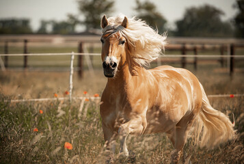 Beautiful brown white wild horse galloping through a field