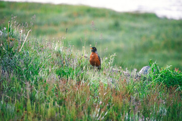 robin on the grass