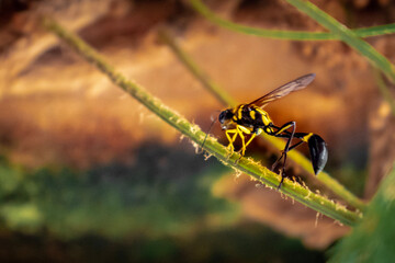 dragonfly on a leaf
