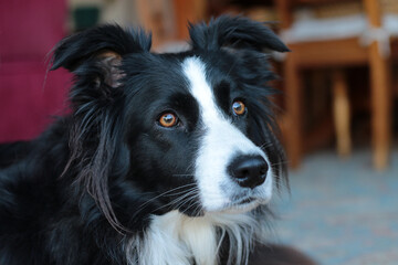 Close up of a black and white female Border Collie inside a residence.