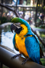blue and yellow macaw