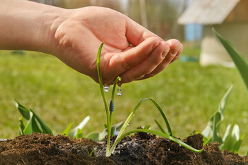 Man's hand watering a growing sprout flower on a blurred background. Concept of nature, environment, natural environment preservation. Shallow depth of field. 