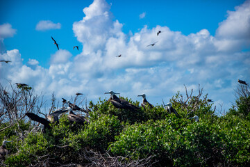 Frigate Bird Sanctuary, Barbuda, caribbean