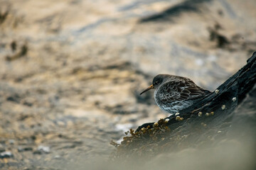 bird on the beach