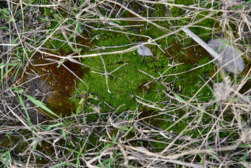 Green moss on the ground on the rocks in spring
