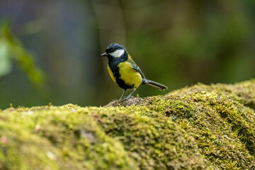Parus major, Great Tit feeding in a natural woodland setting.
