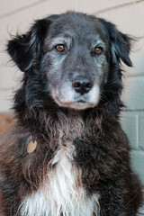 Beautiful black and white older mix breed female dog