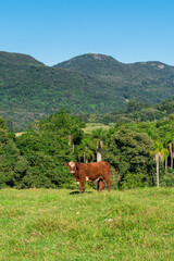 Fototapeta na wymiar A cow in the countryside of Tres Coroas, hilly landscape in the background - Rio Grande do Sul state, Brazil