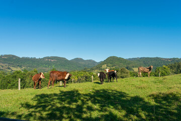 Fototapeta na wymiar Cows in the countryside of Tres Coroas, hilly landscape in the background - Rio Grande do Sul state, Brazil