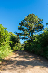 Countryside road with a pine tree in Tres Coroas - Rio Grande do Sul state, Brazil