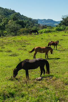 Horses grazing in the countryside of Tres Coroas - Rio Grande do Sul state, Brazil