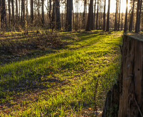Spring sun at sunset, through the trunks of pine trees in early spring. The sun's rays illuminate the young green grass in the forest.