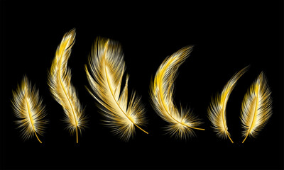Set of gold  feather. Vector illustration. - 503787522