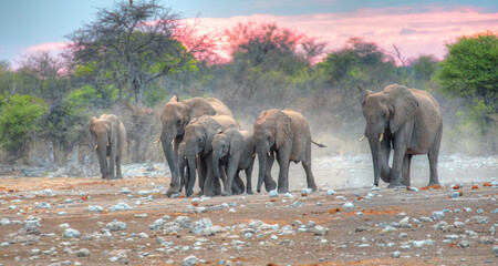 A group of elephant families go to the water's edge for a drink - Etosha National Park, Namibia © muratart