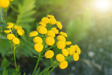 Tansy is a perennial herbaceous flowering plant used in homeopathy.