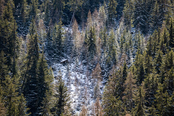 rocky mountain forest