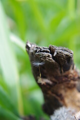 strong dandelion, wood, nice picture, forest