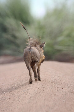 Warthog